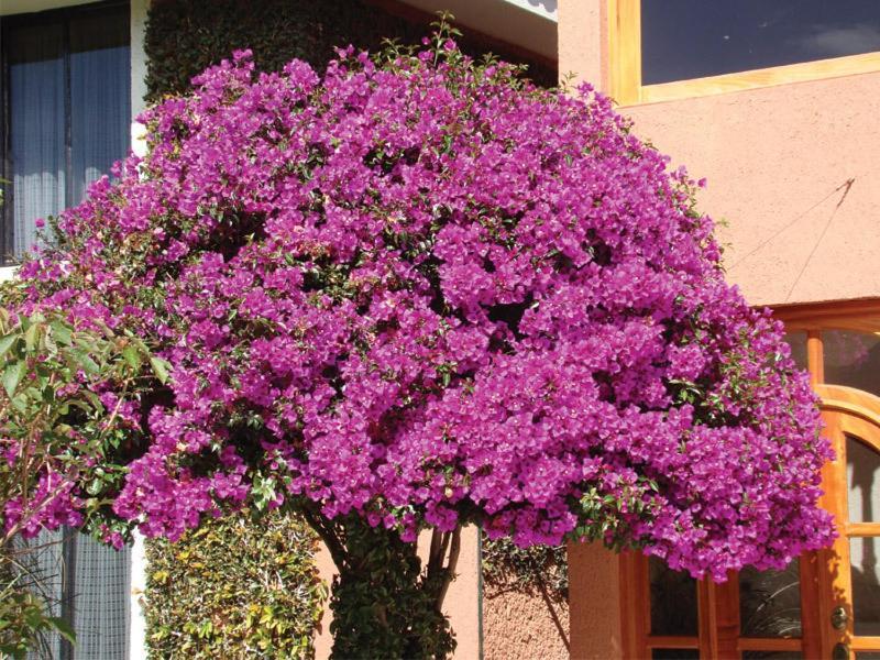 Hotel Arrecife De Coral San Cristóbal de Las Casas المظهر الخارجي الصورة